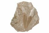 Otodus Shark Tooth Fossil in Rock - Eocene #215655-1